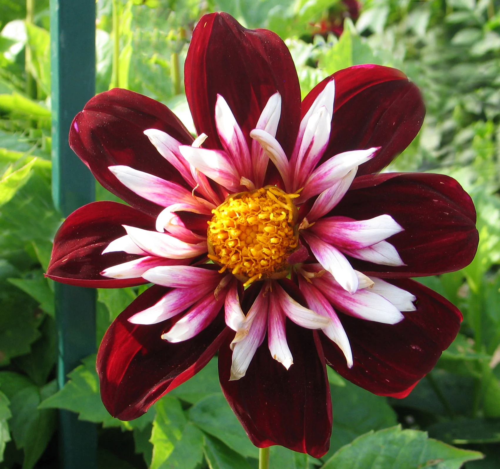 Halskraag dahlia's