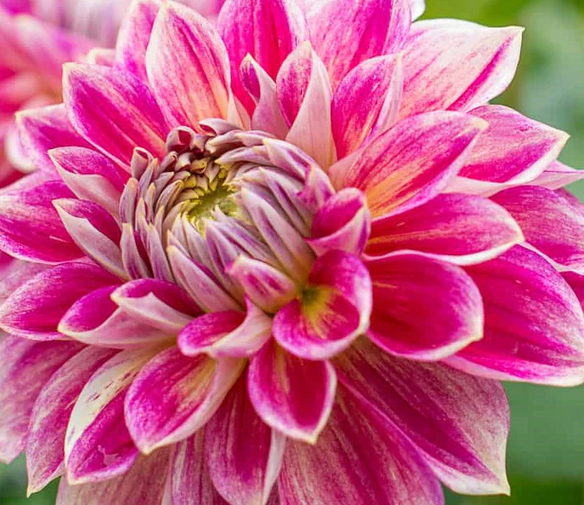 Waterlelie dahlia's