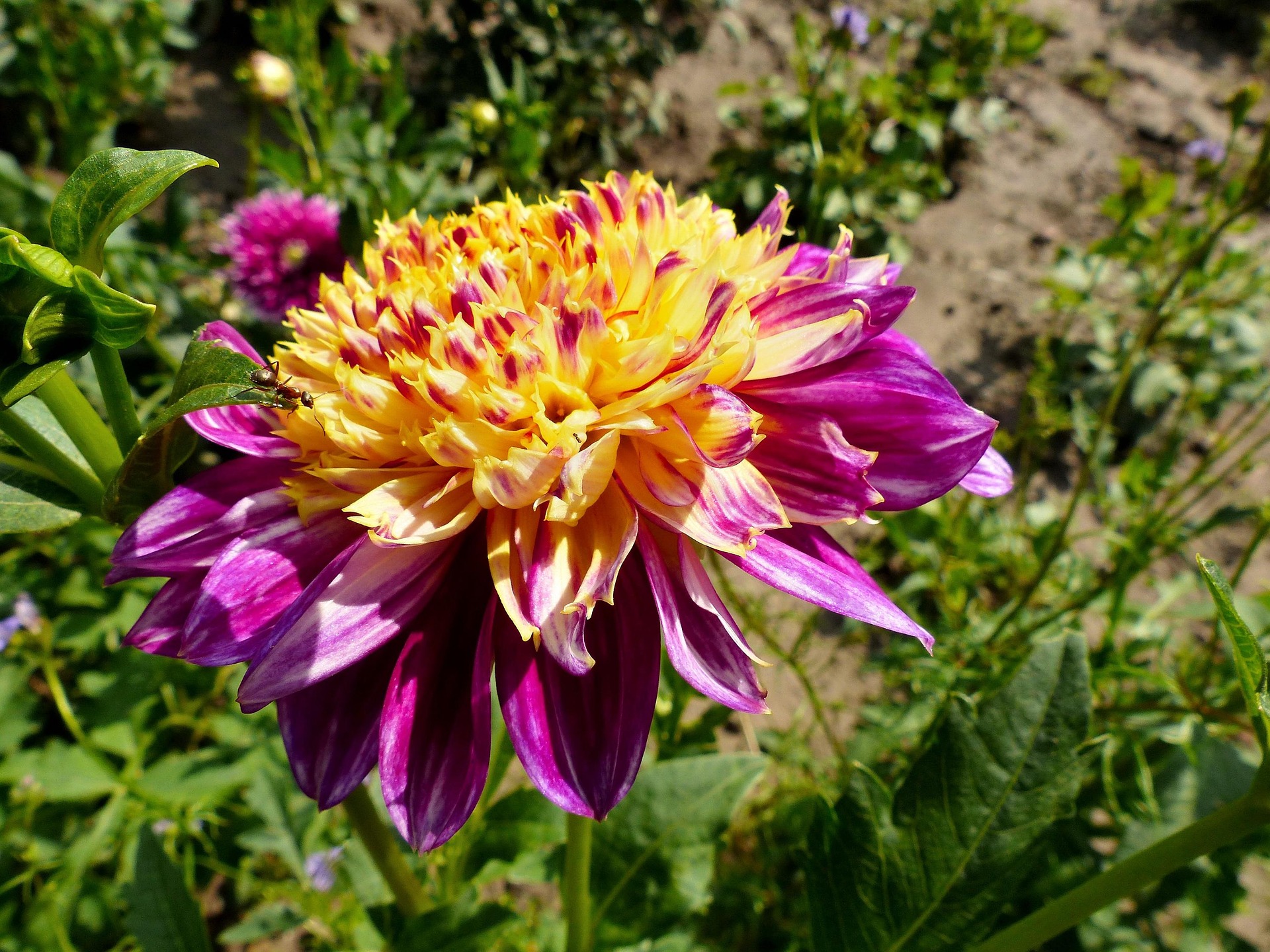 Anemoonbloemige dahlia's