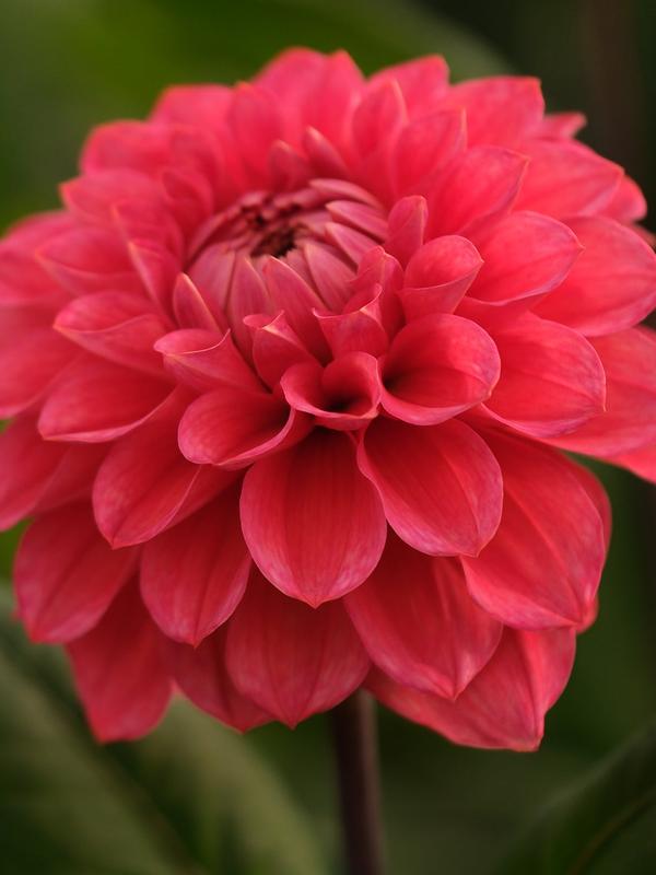 Aurelia