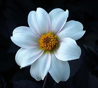 Twyning's After Eight