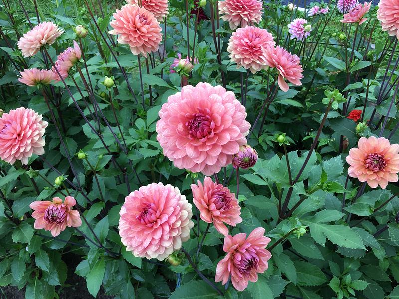 Chateau De La Bourdaisière