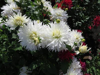 Alauna Cristal
