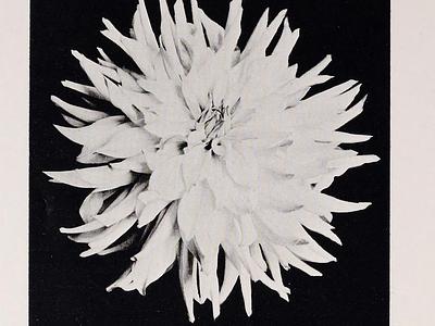 California Enchantress