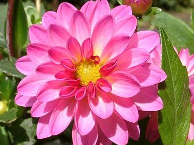 Dahlstas Sunset Pink