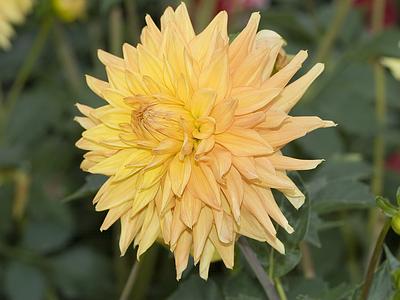 Engelhardts Jubilaeum