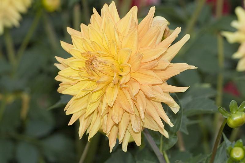 Engelhardts Jubilaeum