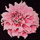 Foto: Bessie Boston Dahlia Farm. | CC BY 2.0 | Bron: Wikimedia Commons