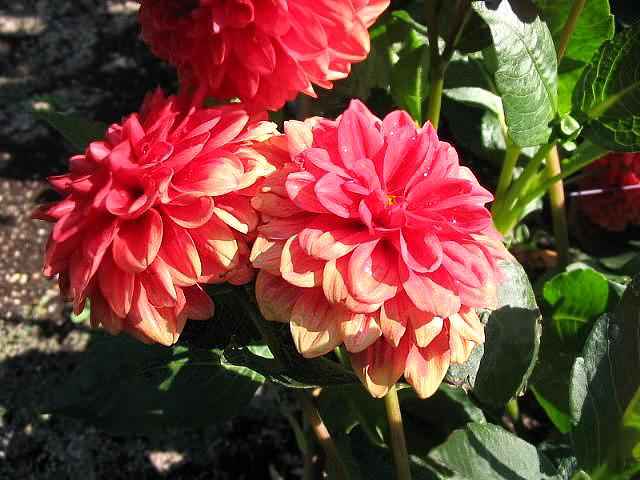 Glorie Van Naardwijk