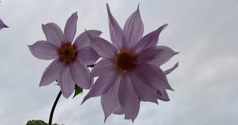 Afbeelding bij Mexico, Mexiehieieieieiehiehiehieco