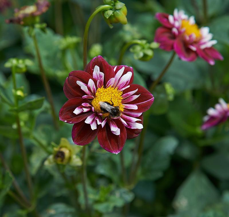 Impression Fantastico