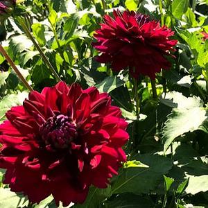 Hollyhill Black Beauty