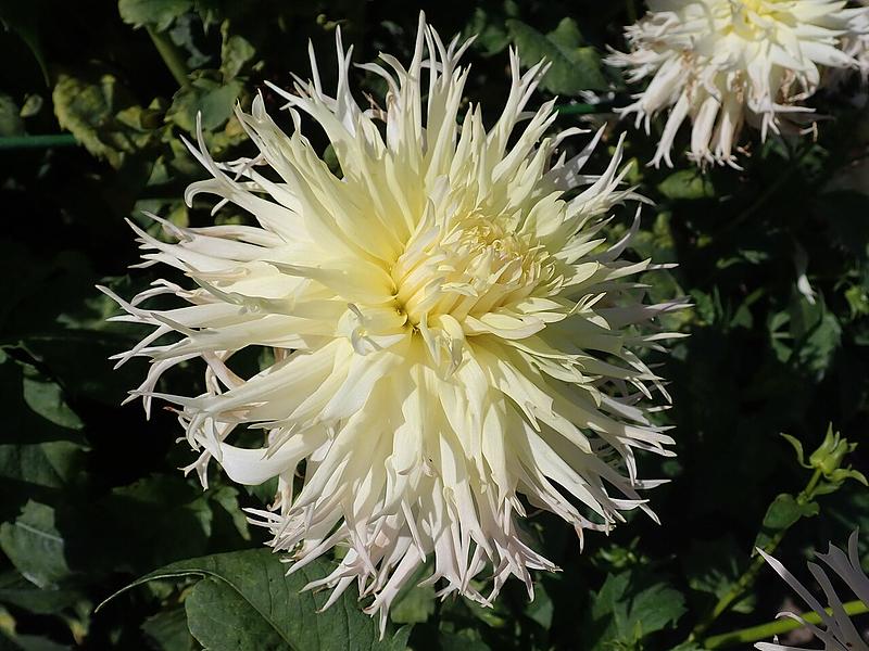 Johanna Preinsdorfer