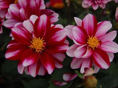 LaBella Grande Bicolour Red