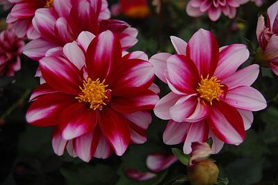 LaBella Grande Bicolour Red