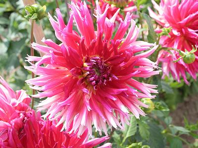 Pamatce Jiriho Wolkera