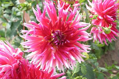 Pamatce Jiriho Wolkera