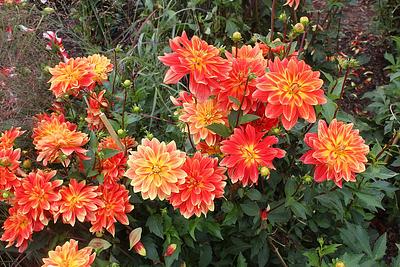 Renaissancestadt Torgau