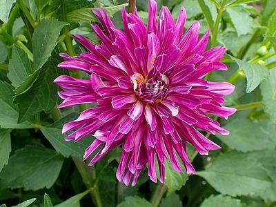 Rivers's Purple Pinwheel