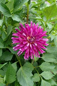 Rivers's Purple Pinwheel