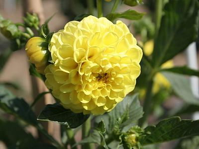 Roi des pompons jaunes