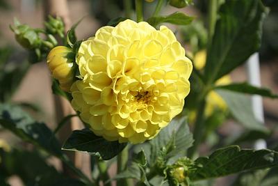 Roi des pompons jaunes
