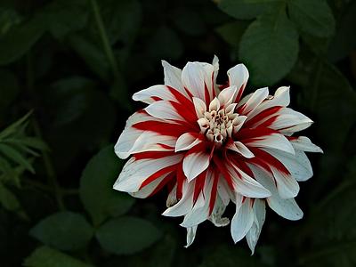 Red and White Fubuki