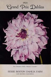 Shudow's lavender