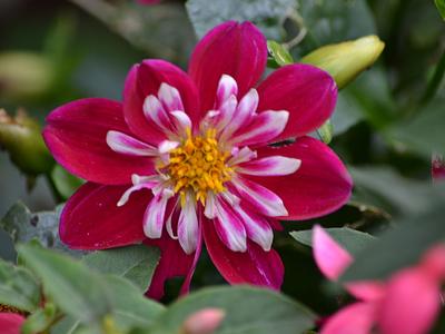 Starsister Red and White