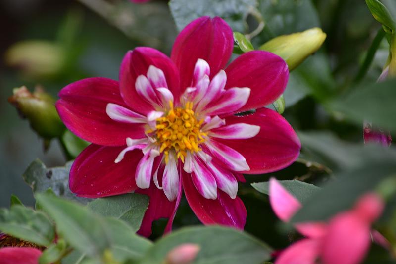 Starsister Red and White