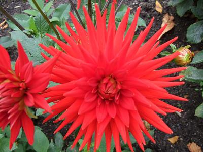 Scarlet Star
