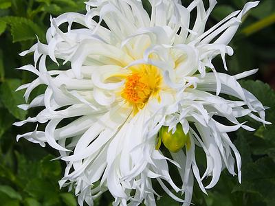 Tsuki-yori-no-shisha