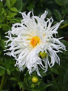 Tsuki-yori-no-shisha