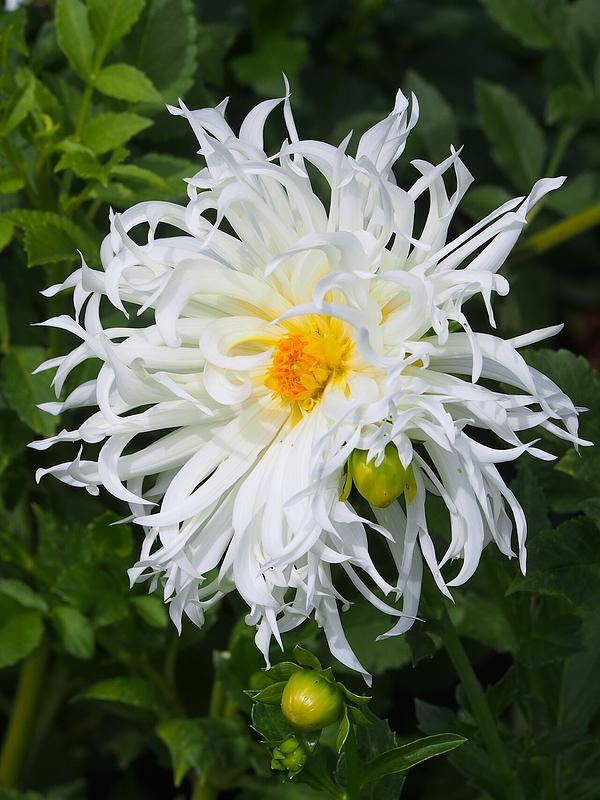 Tsuki-yori-no-shisha