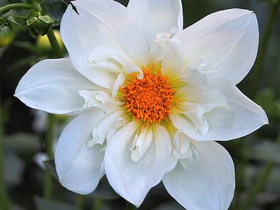 Twyning's White Chocolate