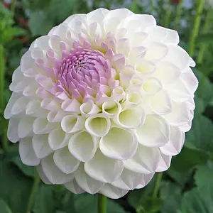 Bal of bolvormige dahlia's