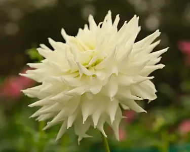 Cactus dahlia's