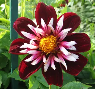 Halskraag dahlia's