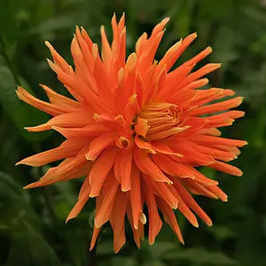 Semi-cactus dahlia's