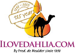 I Love Dahlia