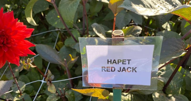 Afbeelding bij What's is a name