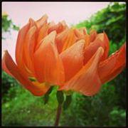 Dahliavereniging Leusderkwartier