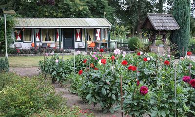 Dahliavereniging Rosa van Lima