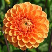 Dahliavereniging Flora Tilburg