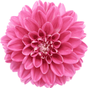 National Dahlia Society